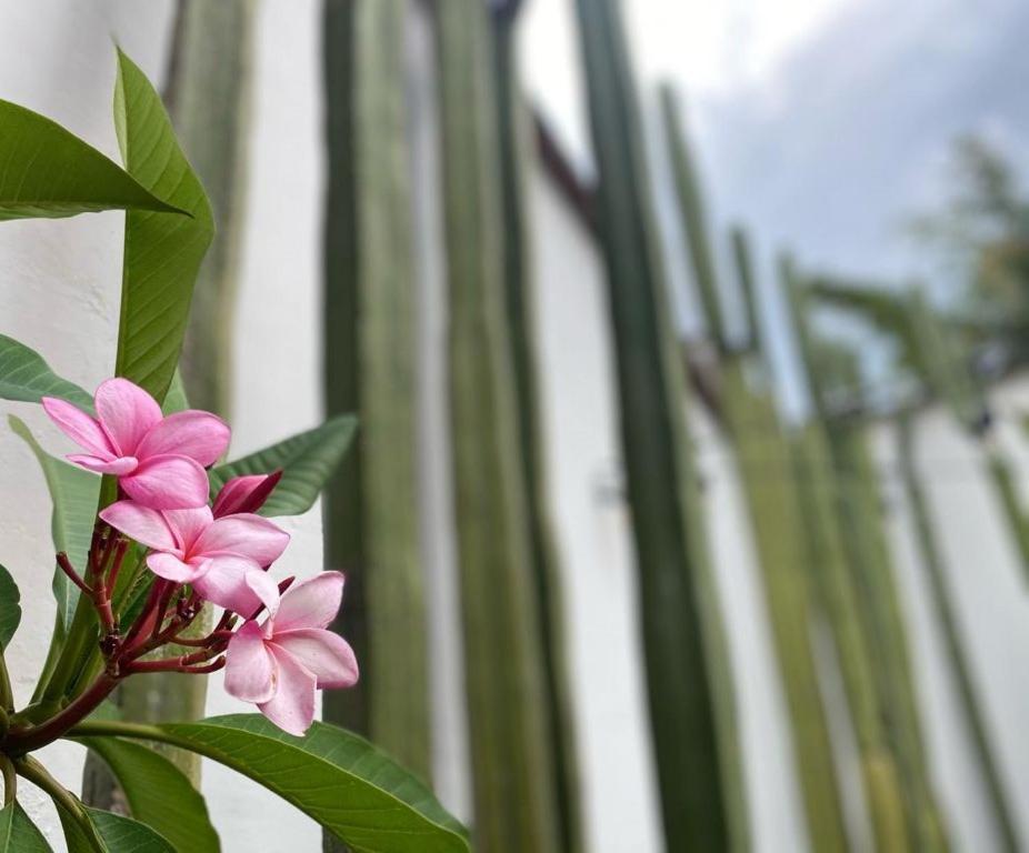 Casa Mayo B&B Oaxaca 外观 照片